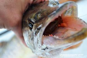 Изображение 3 : Топ универсальности - Lucky John Hogy Shrimp