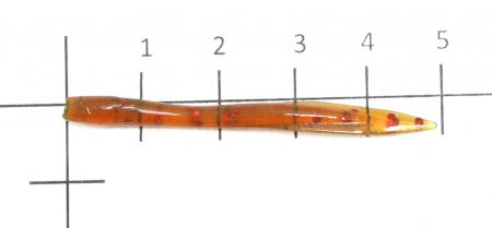 Trout Pro - Приманка Kani 50/048 - фотография приманки на линейке
