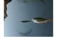 ZipBaits - Воблер Rigge 90F 840 - фотография пользователя