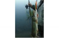 ZipBaits - Воблер Rigge 90F 840 - фотография пользователя