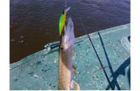 Jackall - Воблер Squad Minnow 65 matt tiger - фотография пользователя