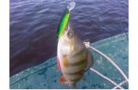 Jackall - Воблер Squad Minnow 65 matt tiger - фотография пользователя