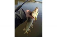 Yo-Zuri/Duel - Воблер Crystal Minnow C57 - фотография пользователя