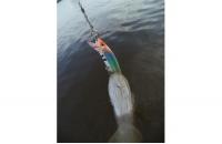 Yo-Zuri/Duel - Воблер Crystal Minnow C57 - фотография пользователя