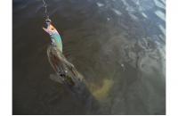 Yo-Zuri/Duel - Воблер Crystal Minnow C57 - фотография пользователя