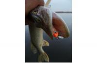 Yo-Zuri/Duel - Воблер Crystal Minnow C57 - фотография пользователя
