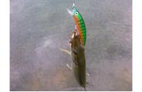 Yo-Zuri/Duel - Воблер Crystal Minnow PC - фотография пользователя
