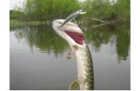 Daiwa - Воблер TD Minnow 1061 SP A-1 suspending - фотография пользователя