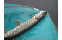 Daiwa - Воблер TD Minnow 1061 SP A-1 suspending - фотография пользователя