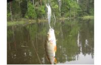 Daiwa - Воблер TD Minnow 1061 SP A-1 suspending - фотография пользователя