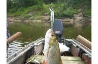 Daiwa - Воблер TD Minnow 1061 SP A-1 suspending - фотография пользователя