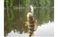 Daiwa - Воблер TD Minnow 1061 SP A-1 suspending - фотография пользователя