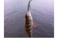 Daiwa - Воблер TD Minnow 1061 SP A-3 - фотография пользователя