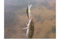Daiwa - Воблер TD Minnow 1061 SP A-3 - фотография пользователя