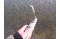 Daiwa - Воблер TD Minnow 1061 SP A-3 - фотография пользователя