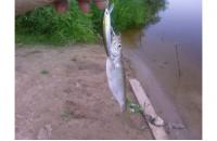 Daiwa - Воблер TD Minnow 1061 SP A-3 - фотография пользователя