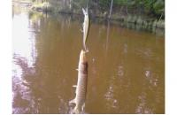 Daiwa - Воблер TD Minnow 1061 SP A-3 - фотография пользователя