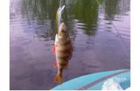 Daiwa - Воблер TD Minnow 1061 SP A-3 - фотография пользователя