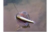 Daiwa - Воблер TD Minnow 1061 SP A-3 - фотография пользователя