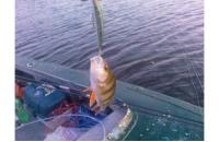 Daiwa - Воблер TD Minnow 1091 F A-1 - фотография пользователя