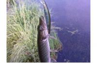 Daiwa - Воблер TD Minnow 1091 F A-1 - фотография пользователя