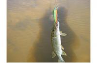 Daiwa - Воблер TD Minnow Laser 1061 SP C-5 - фотография пользователя