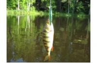 Daiwa - Воблер TD Minnow Laser 1061 SP C-5 - фотография пользователя