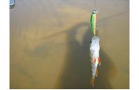 Daiwa - Воблер TD Minnow Laser 1061 SP C-5 - фотография пользователя
