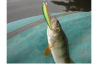 Daiwa - Воблер TD Minnow Laser 1061 SP C-5 - фотография пользователя