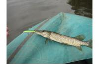 Daiwa - Воблер TD Minnow Laser 1061 SP C-5 - фотография пользователя