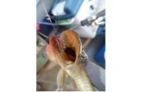 Yo-Zuri/Duel - Воблер L Minnow 33S M37 - фотография пользователя