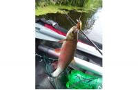Yo-Zuri/Duel - Воблер L Minnow 33S M37 - фотография пользователя