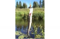 Yo-Zuri/Duel - Воблер L Minnow 33S M37 - фотография пользователя
