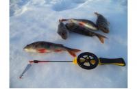 Stinger - Удочка зимняя Icehunter Sport Y желтая - фотография пользователя