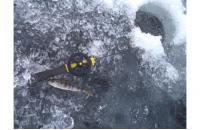 Stinger - Удочка зимняя Icehunter Sport Y желтая - фотография пользователя