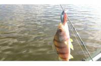 Yo-Zuri/Duel - Воблер L Minnow 33S M92 - фотография пользователя