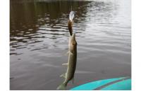 ZipBaits - Воблер Rigge Deep 35F 810 - фотография пользователя