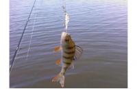 ZipBaits - Воблер Rigge Deep 35F 810 - фотография пользователя
