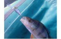 ZipBaits - Воблер Rigge Deep 35F 810 - фотография пользователя
