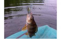 ZipBaits - Воблер Rigge Deep 35F 810 - фотография пользователя