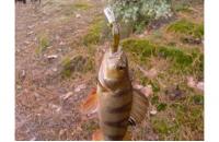 ZipBaits - Воблер Rigge Deep 35F 810 - фотография пользователя