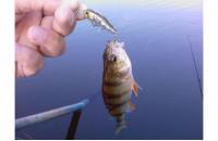 ZipBaits - Воблер Rigge Deep 35F 810 - фотография пользователя