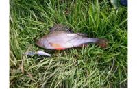ZipBaits - Воблер Rigge Deep 35F 810 - фотография пользователя