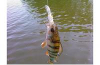 ZipBaits - Воблер Rigge Deep 35F 810 - фотография пользователя