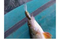 ZipBaits - Воблер Rigge Deep 35F 810 - фотография пользователя