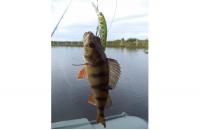Lucky Craft - Воблер Pointer 65DD Aurora Bass 075 - фотография пользователя