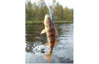 Jackall - Воблер Squad Minnow 65 hasu - фотография пользователя