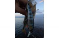 Jackall - Воблер Squad Minnow 65 hasu - фотография пользователя