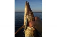 Jackall - Воблер Squad Minnow 65 hasu - фотография пользователя