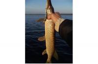 Jackall - Воблер Squad Minnow 65 hasu - фотография пользователя